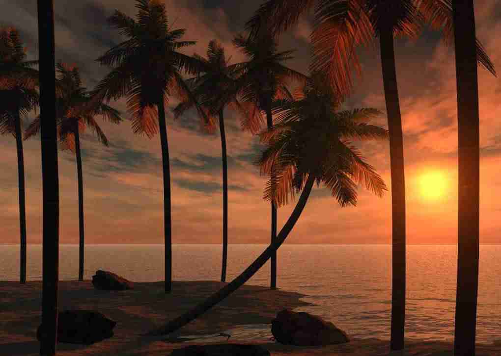 吉林农业科技学院校花向星眠